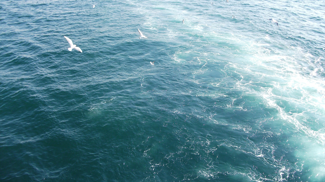 Nature Landscape Ocean Gull Flying Sea Wave Летят чайки над волнами, морской бриз, чайки над океаном