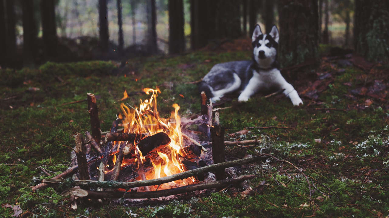 Nature Forest Bonfire Siberian Dog Husky Костер в лесу, песни под гитару, лежит собака хаски