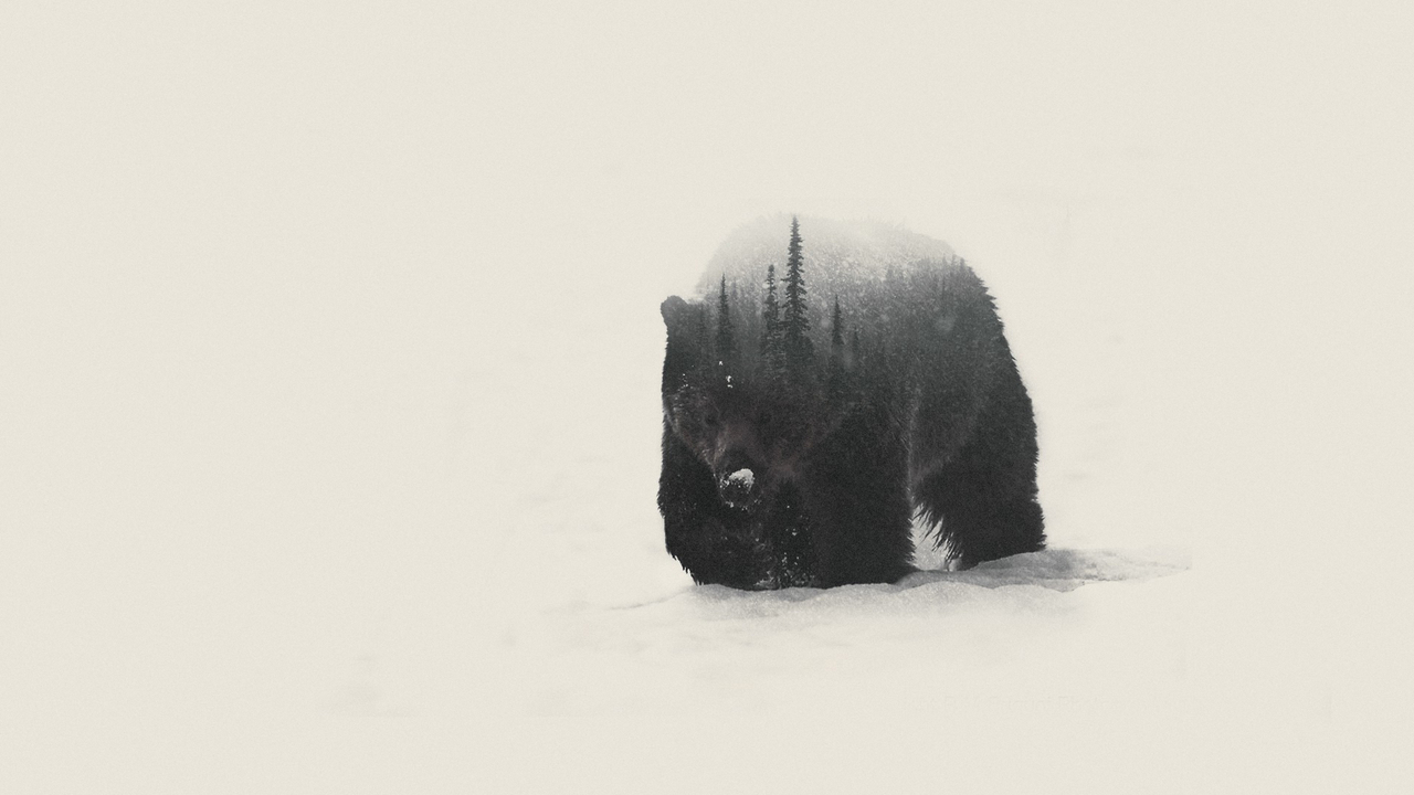 Bear Winter Forest Art Nature Medveditca Красивая абстракция медведя в лесу, лес в медведе