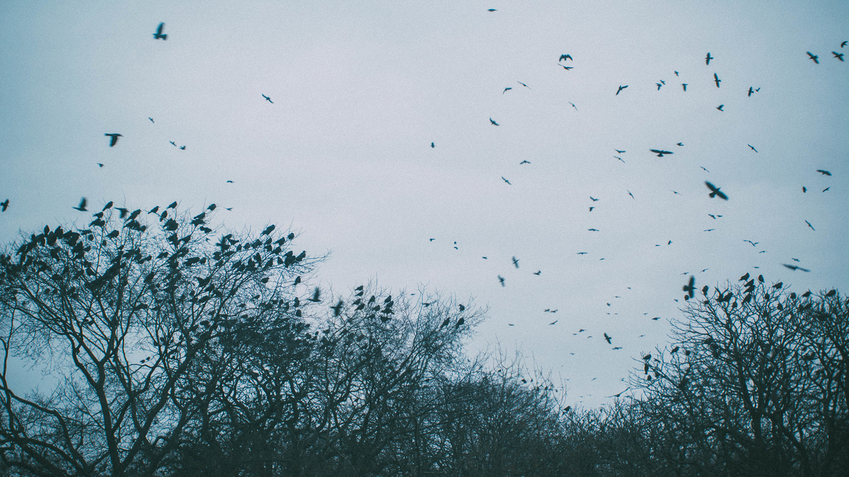Cold Forest Sky Dark Raven Темное холодное лесное небо затянуто стаей хаотично летающих воронов